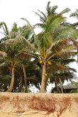 Волны то и дело размывают берег в Хиккадуве, даже пальмам не устоять перед ними!