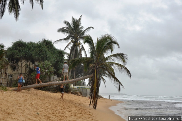 Пальмы висят прямо у кромки воды — такие себе скамейки или опора при фотосессии на память... Хиккадува, Шри-Ланка