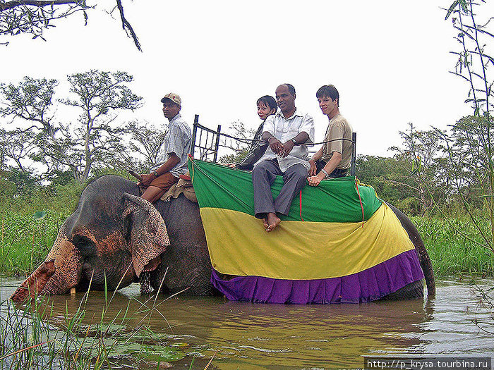 Прогулка верхом на слоне Шри-Ланка