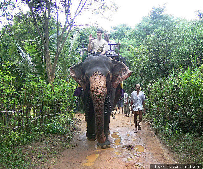 Прогулка верхом на слоне Шри-Ланка