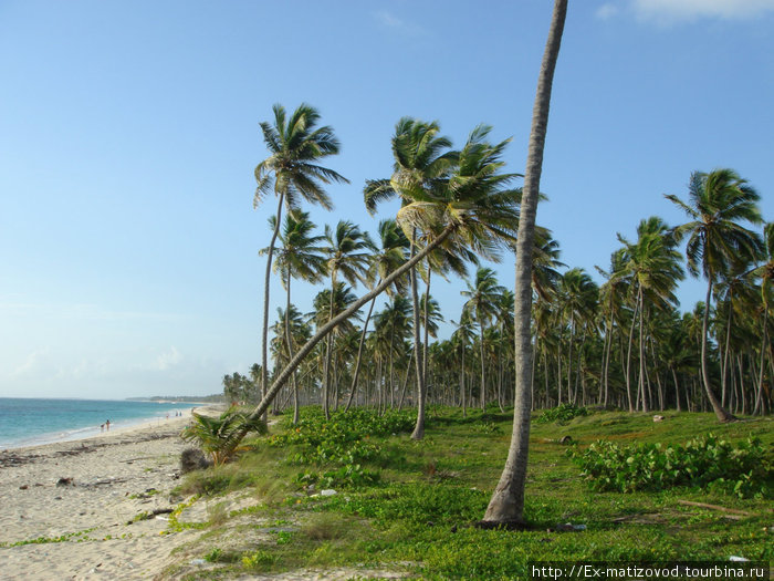 Белоснежный песок и пальмы Доминиканы Доминиканская Республика