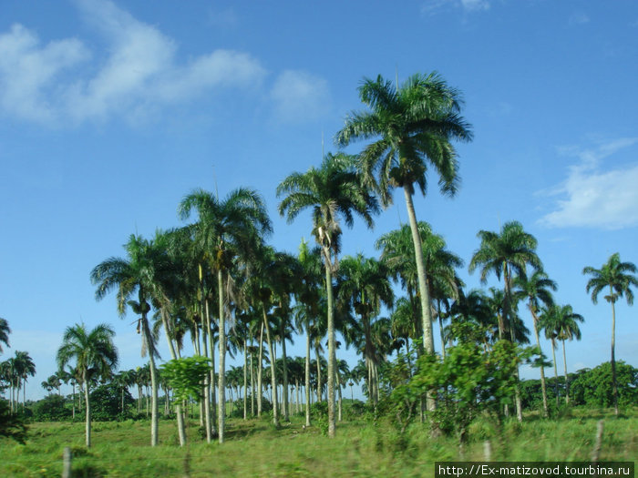 Белоснежный песок и пальмы Доминиканы Доминиканская Республика