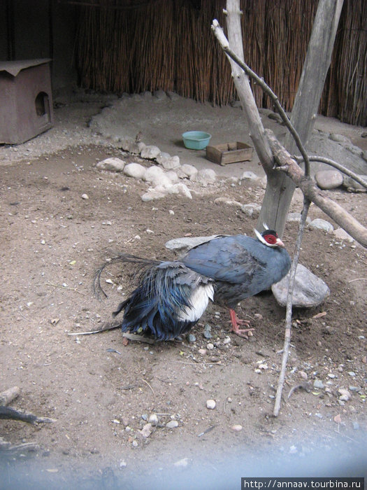 серебрянный фазан Алматы, Казахстан
