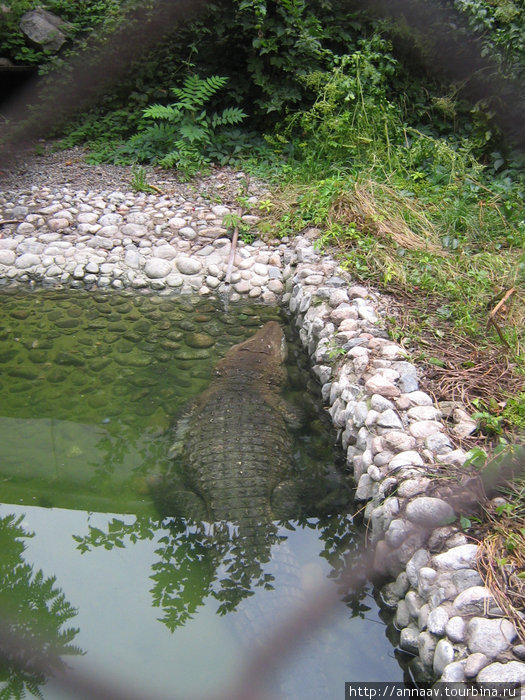 крокодильчик Алматы, Казахстан