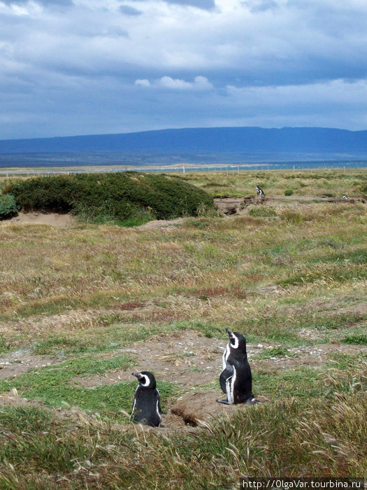 Заповедник пингвинов в заливе Отвей Пунта-Аренас, Чили