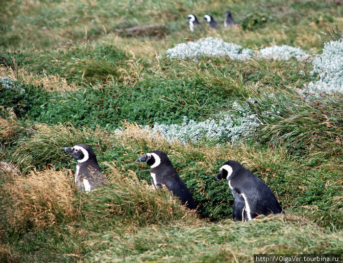 Заповедник пингвинов в заливе Отвей Пунта-Аренас, Чили