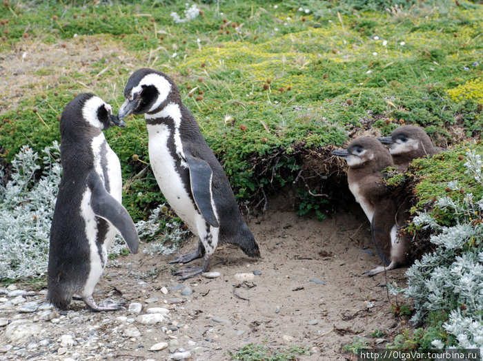 Пингвины — очень верные супруги и учат этой верности с малолетства Пунта-Аренас, Чили