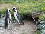 Пингвины — очень верные супруги и учат этой верности с малолетства