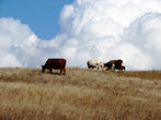 Скалолазные коровы в облаках.