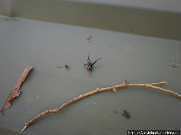 Рэдбэк — второй по ядовитости в мире паук, последний смертельный случай в 70-х. Толи паучки вырождаются, толи медицына на уровне :) Аделаида, Австралия