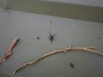 Рэдбэк — второй по ядовитости в мире паук, последний смертельный случай в 70-х. Толи паучки вырождаются, толи медицына на уровне :)