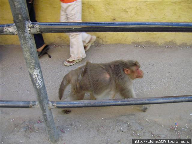 Индо-обезьЯН Путтапарти, Индия