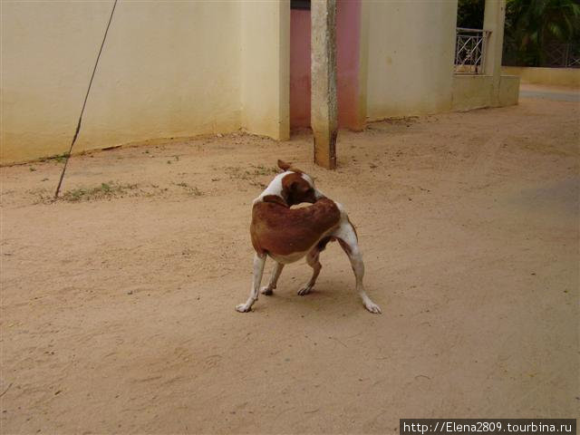 собака-йог)) Путтапарти, Индия