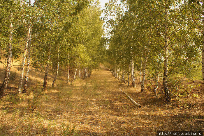 Редкое зрелище в наших лесах — ровная просека без бурелома и мусора. Жигулёвск, Россия