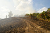 В этом году окрестности леса в Жигулёвске пострадали весьма сильно от пожаров.
Подробнее можно почитать здесь:
http://do-manus.livejournal.com/5440.html
http://do-manus.livejournal.com/6248.html