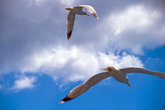 Чайки над Мраморным морем