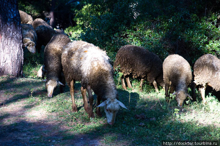 После того как закончились особняки, наткнулись на стадо овец Стамбул, Турция