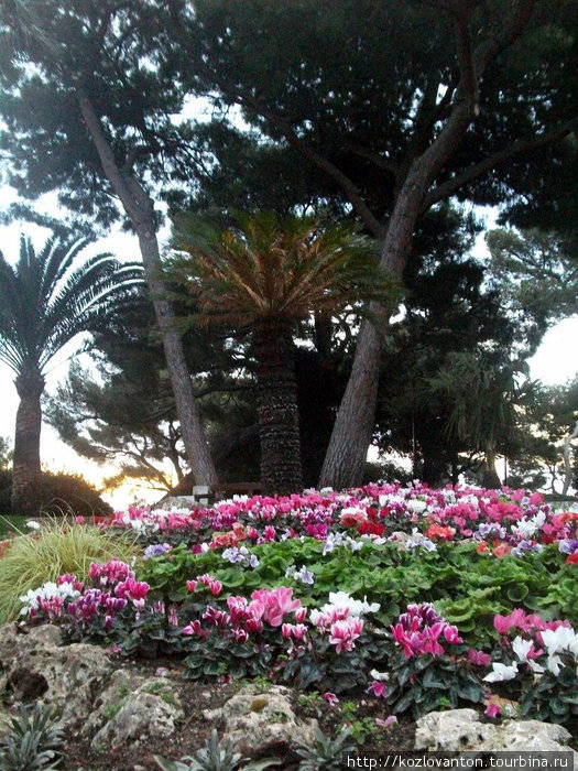 А если посмотреть в окно с обратной стороны, то можно увидеть цветущую в декабре клумбу княжеского сада. Монако