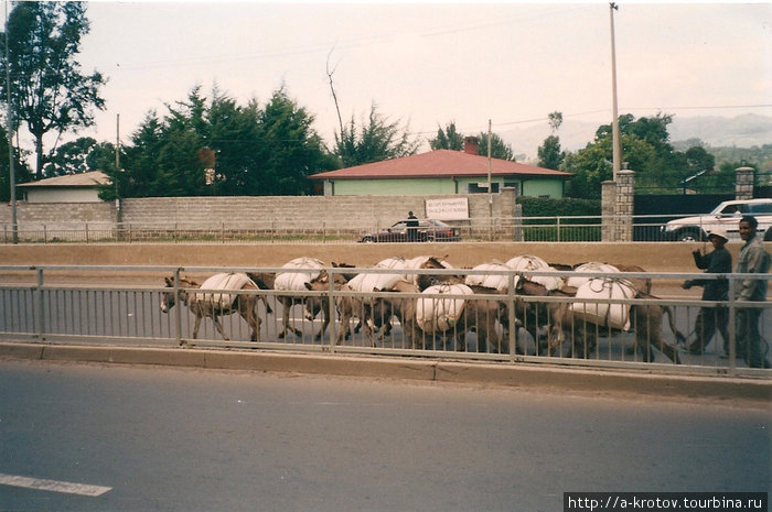 Аддис-Абеба — столица Эфиопии, и ее жители Аддис-Абеба, Эфиопия