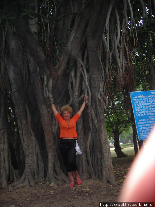 Дерево любви и силы- баньян- Штат Гоа, Индия