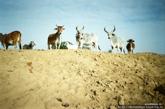 Пустынные коровы Джайсалмер, Индия
