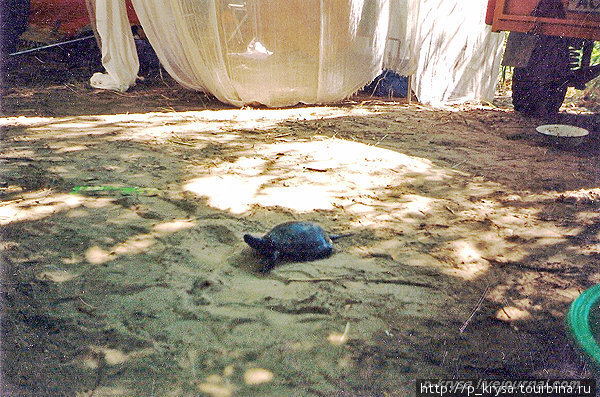 а черепахи заползают прямо в палатку и щекочут пятки Астраханская область, Россия