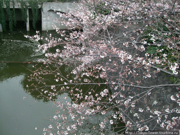 Сакура только начинает зацветать и её цветы, на фоне воды, смотрятся просто волшебно Токио, Япония