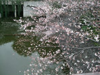 Сакура только начинает зацветать и её цветы, на фоне воды, смотрятся просто волшебно