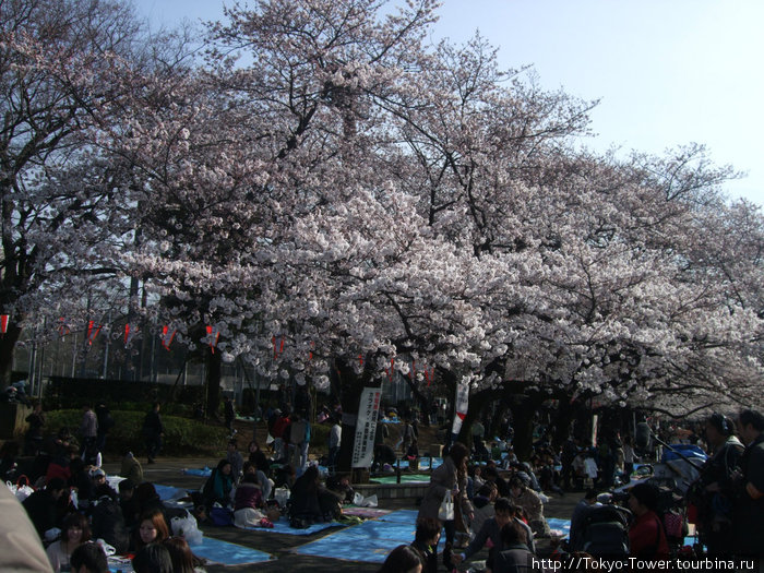 Во всех парках Страны Восходящего Солнца. Это ещё один пример, проходящий в парке Уэно: тут аллея сакуры проходит через весь парк. Зрелище незабываемое... Токио, Япония