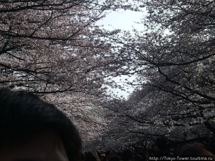 Ветки сакуры так тестно сплетаются над головами посетителей парка, образуя купол из нежных цветов и тонких веток. Токио, Япония