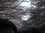 Ветки сакуры так тестно сплетаются над головами посетителей парка, образуя купол из нежных цветов и тонких веток.