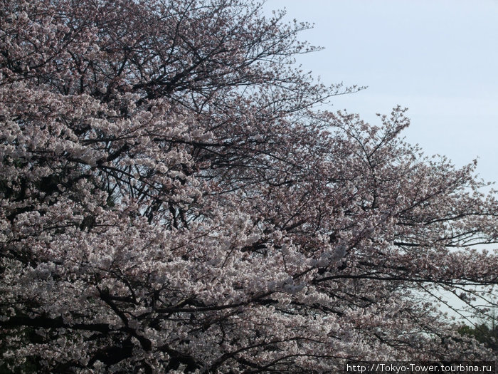 Сакура в цвету. Культура Токио, Япония