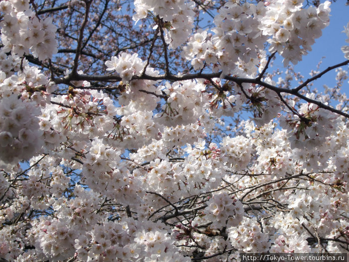 Сакура в цвету. Культура Токио, Япония