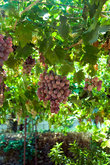 Виноградник в Троодосе