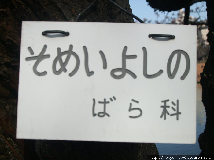 На некоторых деревьях любовно прикреплены таблички с названием сорта. Этот называется \Сомейёсино\ Токио, Япония