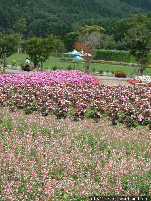 Фудзисава: Цветы и горы Фудзисава, Япония