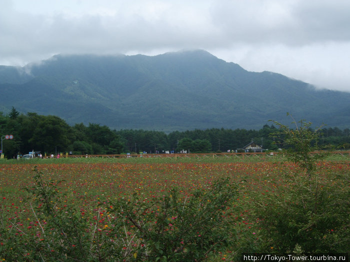 Фудзисава: Цветы и горы