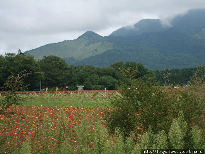 Фудзисава: Цветы и горы