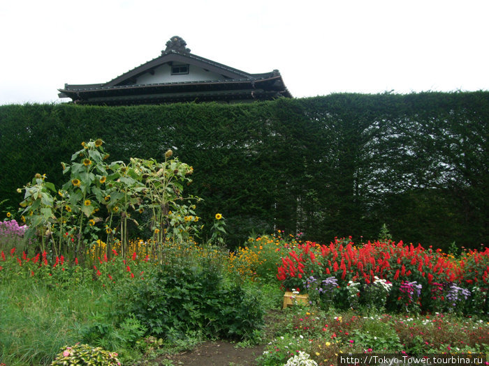 Фудзисава: Цветы и горы Фудзисава, Япония