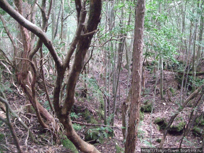 Лес-самоубийств встречает нас своей исареженной природой. По статистике около 20 тел каждый день находят спасатели Фудзисава, Япония