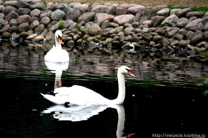 Лебеди в пруду у зверинца. Петергоф, Россия