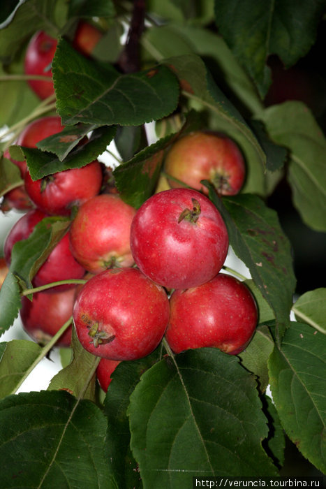 Райские яблочки у оранжереи. Петергоф, Россия