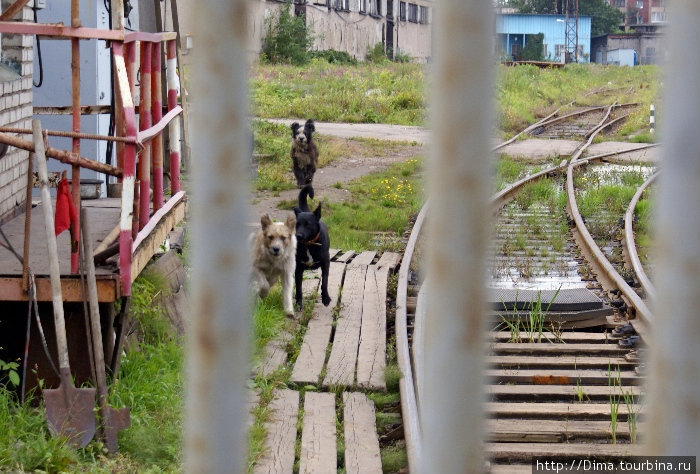 Злые собаки... Санкт-Петербург, Россия