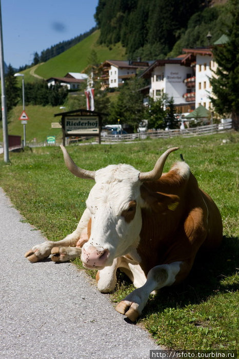 Похоже, коровы священны не только в Индии... Земля Тироль, Австрия