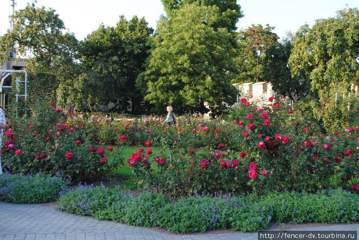 Парк роз на холме Петршин Прага, Чехия