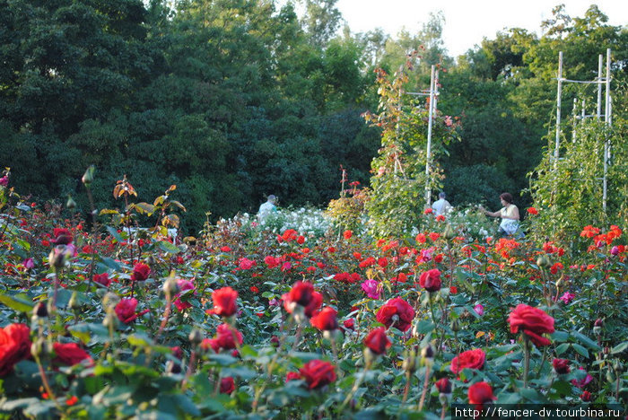 Парк роз на холме Петршин Прага, Чехия