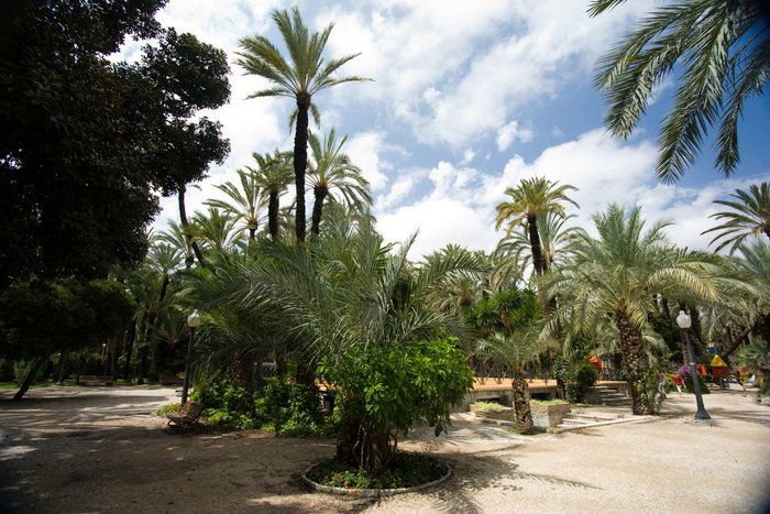 Эльче. Одна из множества пальмовых рощ. Аликанте, Испания