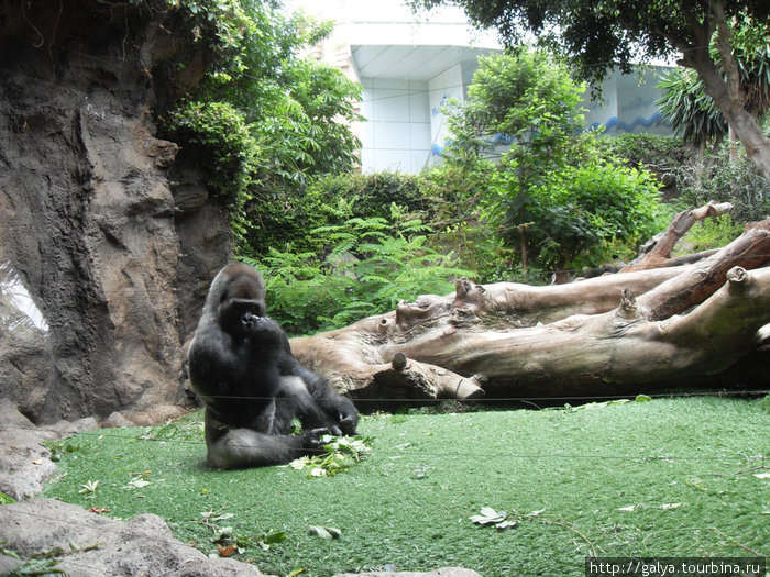 Дальше — семейная ссора горилл... Пуэрто-де-ла-Крус, остров Тенерифе, Испания