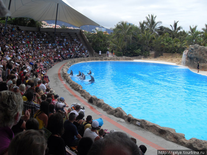 Вы это видите? Дельфины раскланиваются Пуэрто-де-ла-Крус, остров Тенерифе, Испания