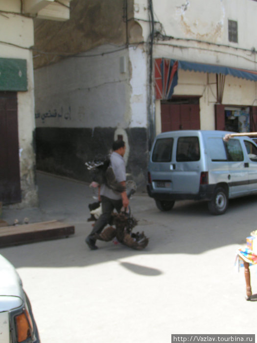 Продавец птиц Фес, Марокко
